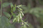 Wild Job's tears <BR>False gromwell